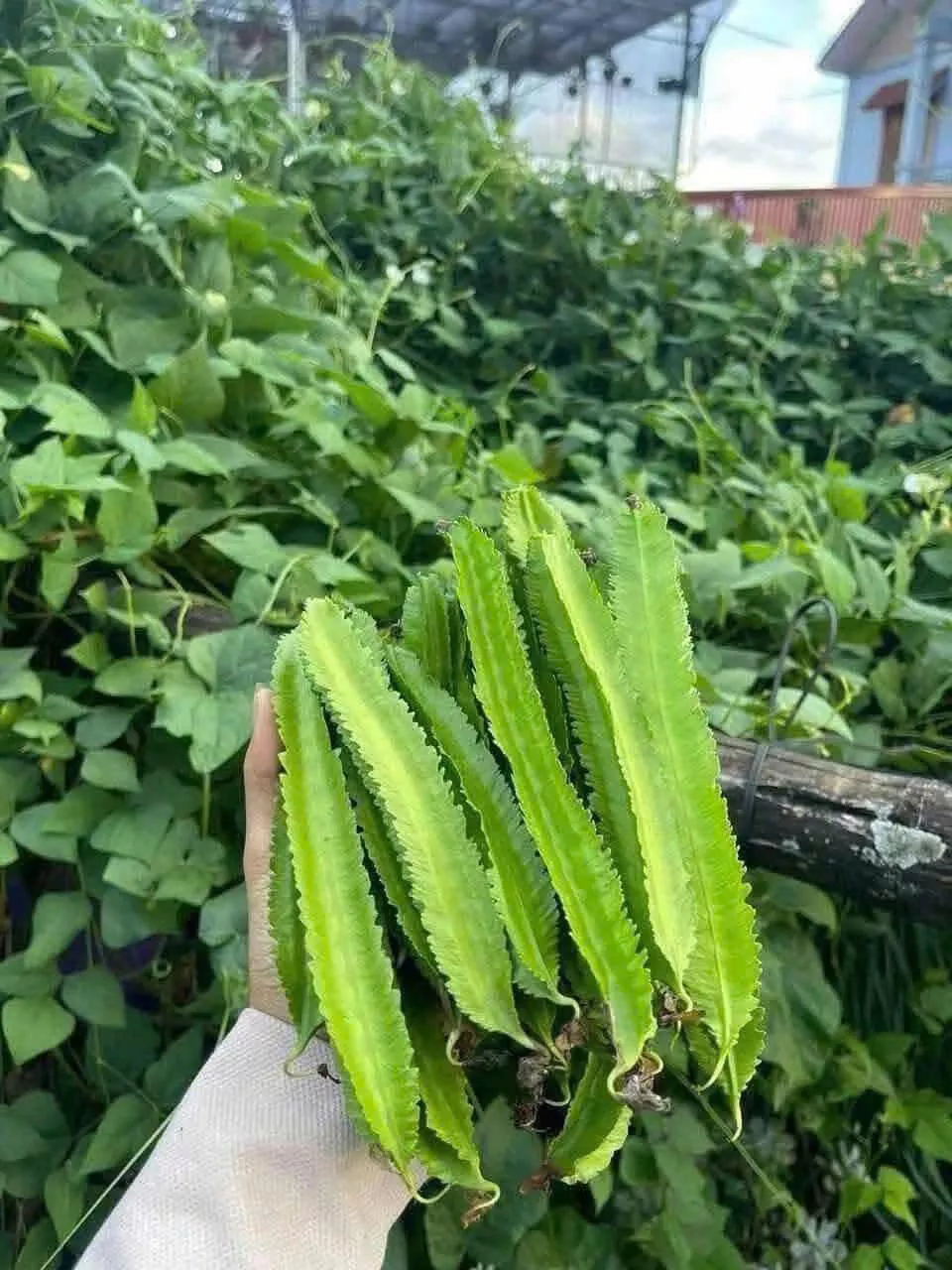 Hoa đậu rồng tím đẹp mắt