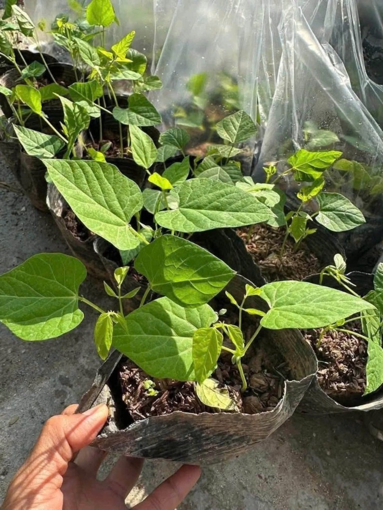 Chăm sóc và làm giàn leo đậu rồng