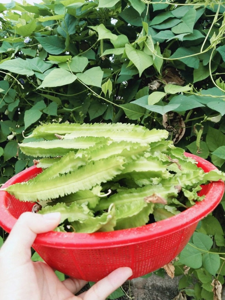 Thu hoạch đậu rồng tứ quý